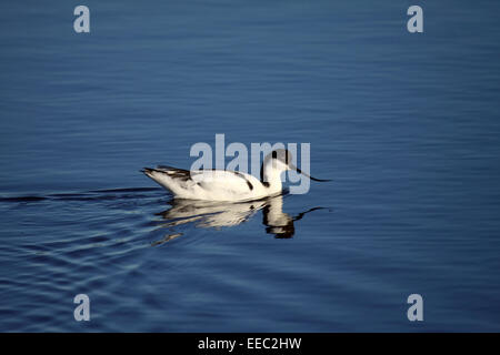 Pied Avocet Reflexion im Wasser in Salinen in Südafrika Stockfoto