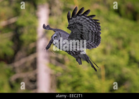 Bartkauz / große graue Eule (Strix Nebulosa) mit männlichen Maus im Schnabel, fliegen in skandinavischen Nadelwald gefangen Stockfoto