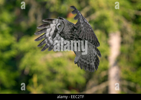 Bartkauz / große graue Eule (Strix Nebulosa) mit männlichen Maus im Schnabel, fliegen in skandinavischen Nadelwald gefangen Stockfoto