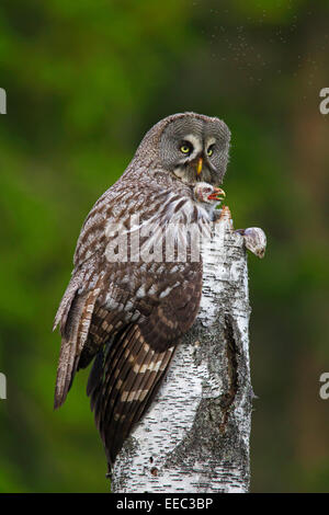 Bartkauz / große graue Eule (Strix Nebulosa) weiblichen sitzen auf Nest mit Küken auf Baumstumpf in skandinavischen Wald Stockfoto