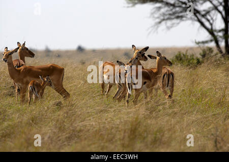 Gruppe von weiblichen Impala Stockfoto