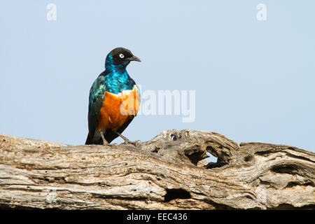 Superb Starling thront auf einem Toten Ast Stockfoto