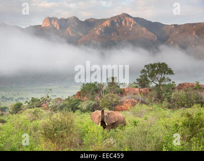 Elefanten in der schönen Landschaft des Tsavo West Nationalpark, Kenia Stockfoto