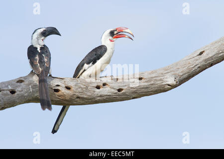 Paar Von der Decken Nashornvögel (Tockus Deckeni) thront auf einem Ast Stockfoto