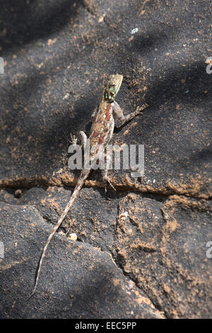 Weibliche Rock Agama (Agama Agama) auf einem Felsen Stockfoto