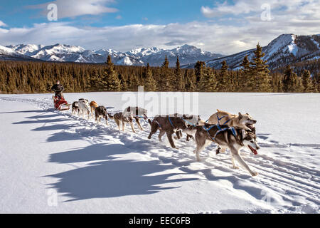 Hundeschlittenfahrten im Denali Nationalpark, Alaska Stockfoto