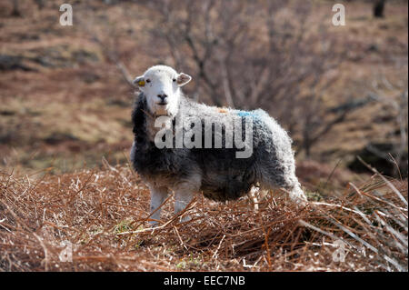 Herdwick Schafe weiden auf Toten Bracken im englischen Lake District. Stockfoto