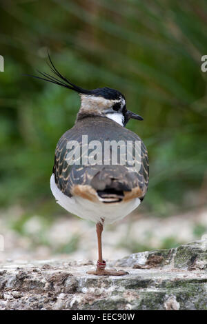 Kiebitz auf moorland Stockfoto