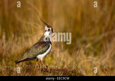 Kiebitz auf moorland Stockfoto