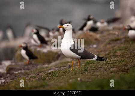 Weniger schwarz-backed Gull in einem Papageientaucher-collony Stockfoto