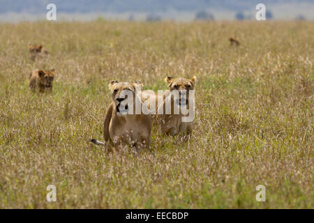 Weibliche Löwen pride Stockfoto
