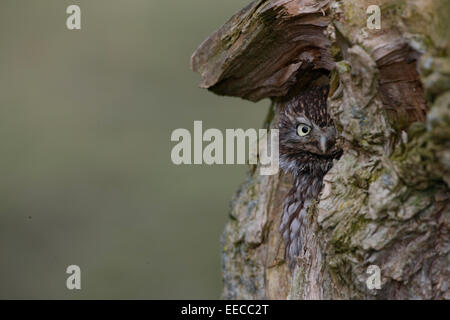 Kleine Eule Stockfoto