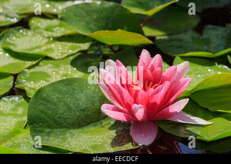 Eine nasse Seerose in einem Brunnen Stockfoto