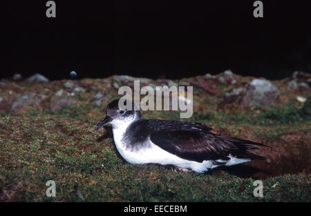 Manx Shearwater in der Nähe von Nest Loch Stockfoto