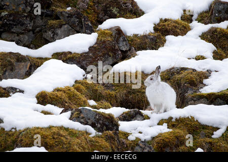 Schneehase im Winterfarben und Schnee Stockfoto