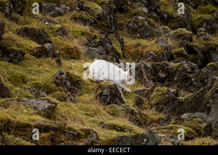 Schneehase im Winterfarben und läuft aus Stockfoto