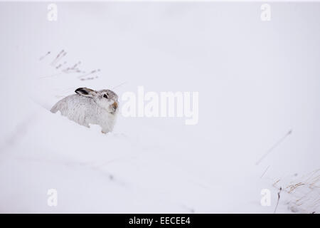 Schneehase im Winterfarben und Schnee Stockfoto