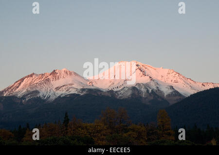 Schneebedeckten Mount Shasta bei Sonnenuntergang Siskiyou County, Kalifornien USA mit herbstlichen Aspen im Vordergrund Stockfoto