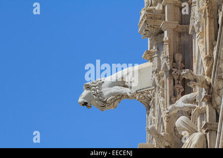 Ein Löwe Skulptur handeln als ein Wasserspeier am Dom von Siena Stockfoto