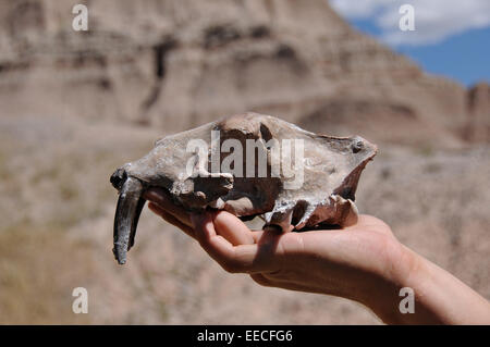 Ein Paleontologis hält einen Saber Tooth Tiger fossilen Schädel bei Saber Website Ausgrabungen in Badlands Nationalpark in South Dakota. Stockfoto