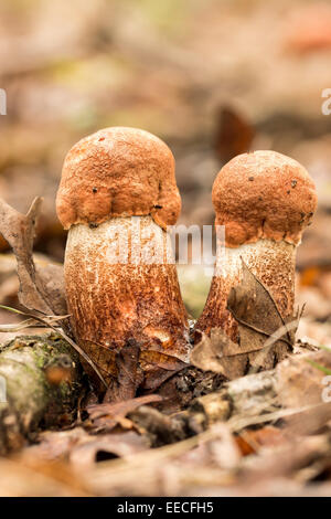 Essbare Pilze Arten, rot-capped Stockfoto