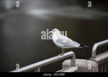 Flache Tiefenschärfe Porträt der Ringschnabelmöwe, (Larus delawarensis), stehend auf einem Geländer über dem Wasser während der Überwinterung in Port Orange, Florida. Stockfoto