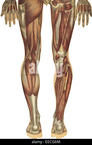 Der menschliche Körper mit überlagerten farbigen Tafeln von Julien Bougle, ca. 1899. Stockfoto