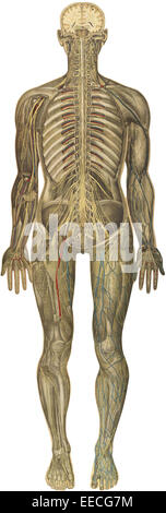 Der menschliche Körper mit überlagerten farbigen Tafeln von Julien Bougle, ca. 1899. Stockfoto