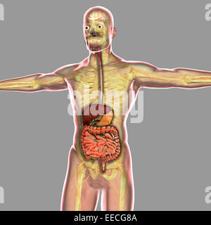 Menschliche Verdauungssystem. Stockfoto