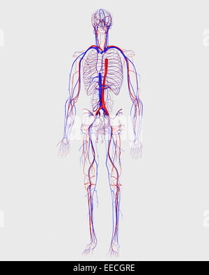 Menschliches Herz-Kreislauf-System. Stockfoto