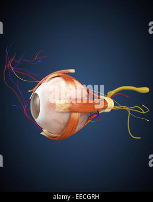 Menschliche Auge mit Muskeln und Herz-Kreislauf-System. Stockfoto