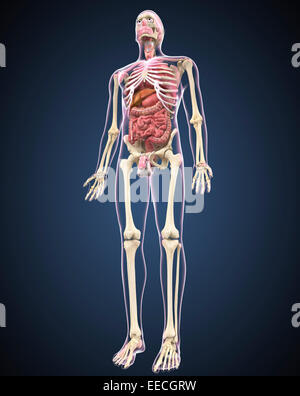 Voller Länge Ansicht des männlichen menschlichen Körpers mit Organen. Stockfoto