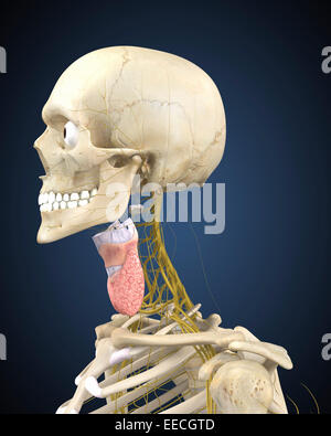 Menschliches Skelett mit Nervensystem und Kehlkopf Organ der Hals. Stockfoto