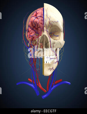 Menschlicher Schädel mit Gehirn und Herz-Kreislauf-System. Stockfoto
