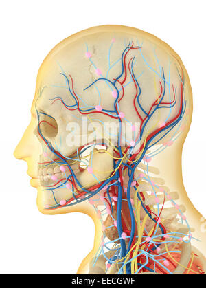 Menschlichen Gesicht und Hals-Bereich mit internen Kehle Teile, Nervensystem, Lymphsystem und Herz-Kreislauf-System. Stockfoto