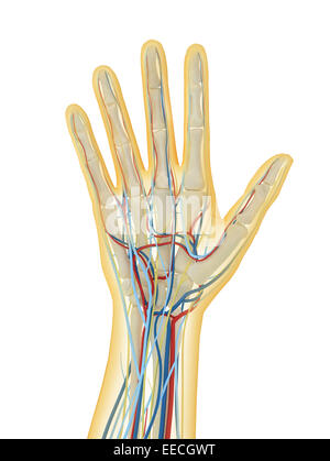 Menschliche Hand mit Nervensystem, Lymphsystem und Herz-Kreislauf-System. Stockfoto