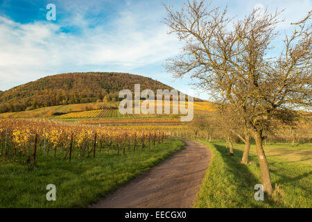 Weinberge in der Pfalz zur Herbstzeit, Deutschland Stockfoto