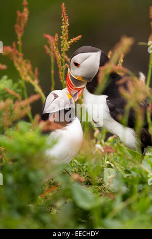 Paar der Papageientaucher Schnabel reiben Stockfoto