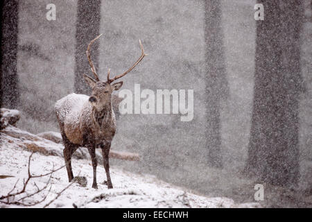 Rotwild-Hirsch Stockfoto