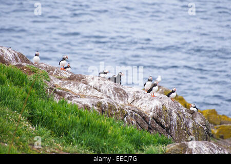 Ein Zirkus der Papageientaucher ruht auf der Isle of May, vor der Küste von Fife, Schottland im Frühjahr. Stockfoto