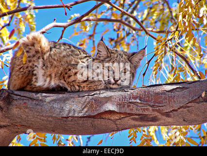 Ein Bobcat versteckt auf einem Ast im Petrified Forest National Park in Arizona. Stockfoto