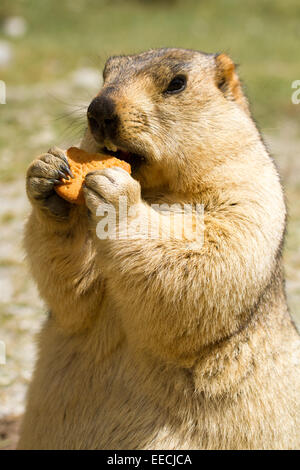 Lustige Murmeltier (Groundhog) mit Bisquit auf der Wiese Stockfoto