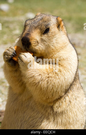 Lustige Murmeltier (Groundhog) mit Bisquit auf der Wiese Stockfoto