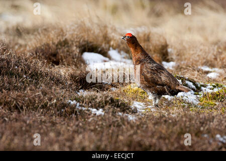 Moorschneehühner im Moor Stockfoto