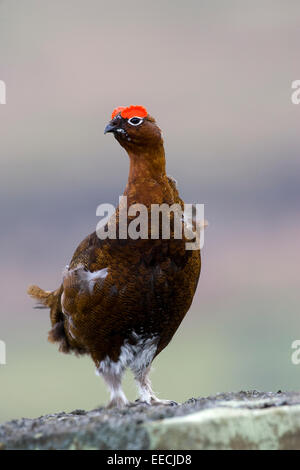 Moorschneehühner im Moor Stockfoto