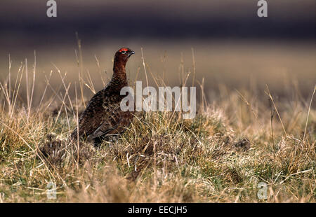 Moorschneehühner im Moor Stockfoto