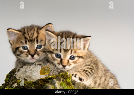 Paar von Tabby Kätzchen spielen im Freien, UK Stockfoto