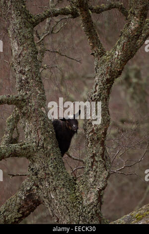 Scotish Bergziege in einem Baum Stockfoto