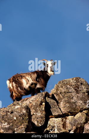 Schottische Bergziege Stockfoto