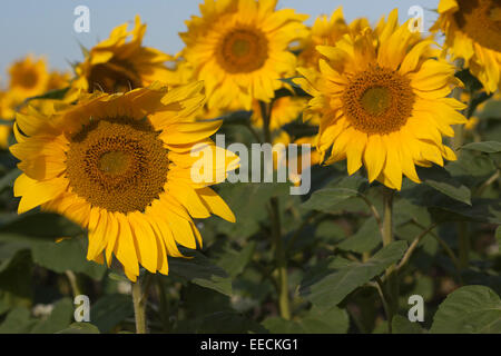 Feild von Sonnenblumen Stockfoto